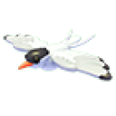 Arctic Tern in Adopt Me