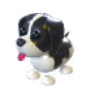 Black Springer Spaniel in Adopt Me